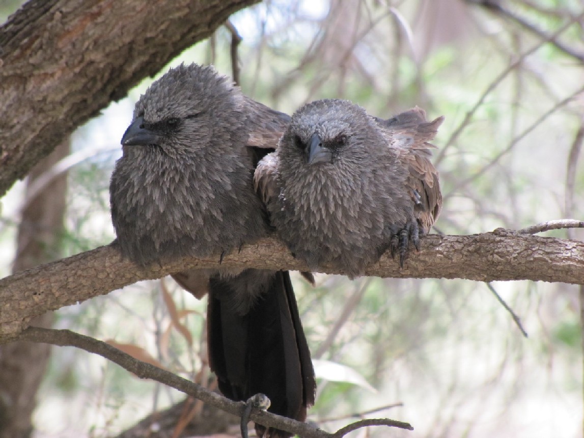 Uccello australiano:   Struthidea cinerea