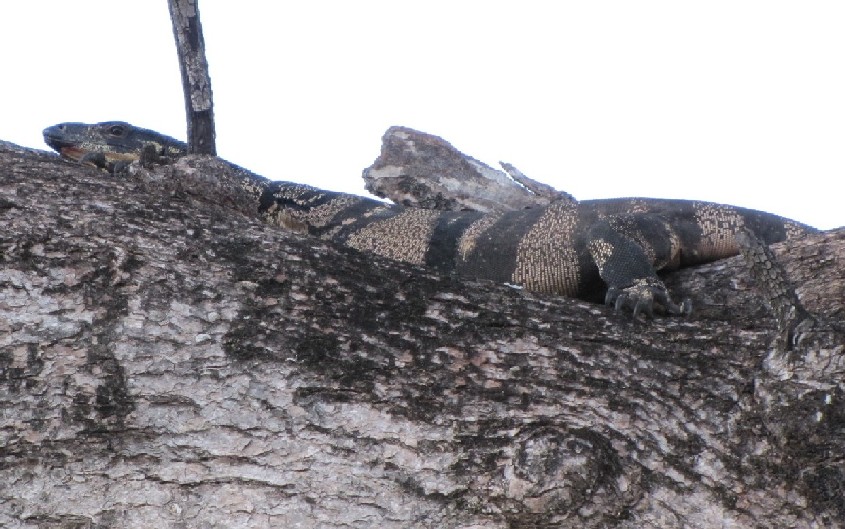 Sauro australiano:  Varanus cfr. varius