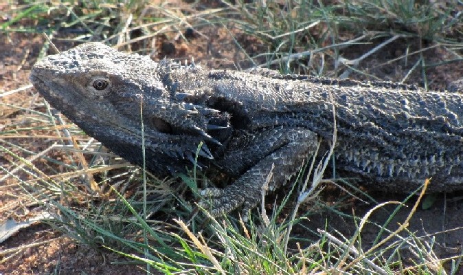 Sauro australiano 2