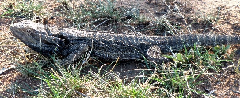 Sauro australiano 2