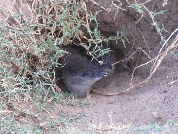 Piccoli pinguini australiani