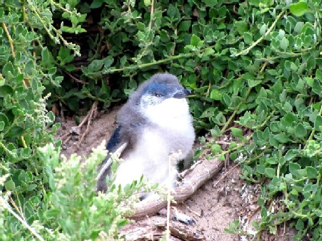 Piccoli pinguini australiani