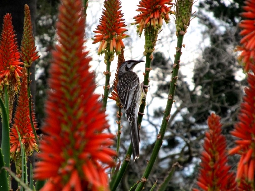 Giardino botanico di Melbourne 5