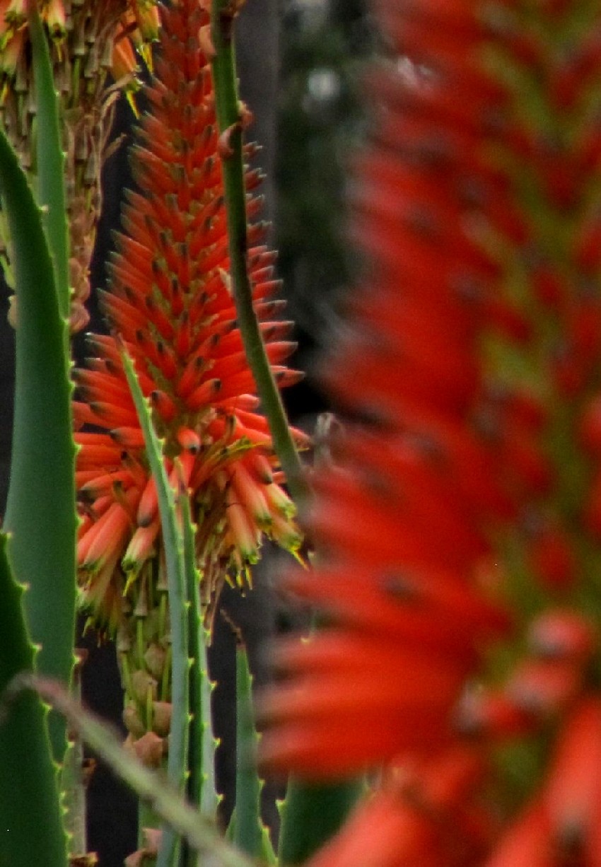 Giardino botanico di Melbourne 5