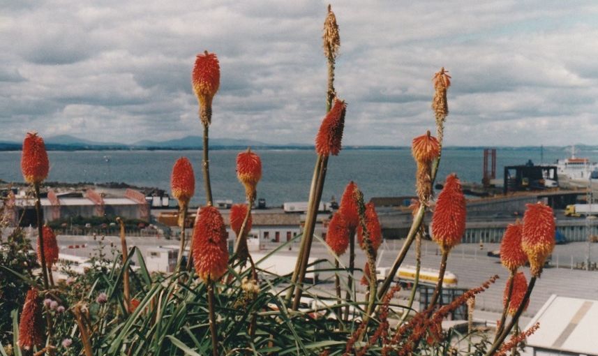 Kniphofia  praecox (ibrido complesso di K. uvaria)