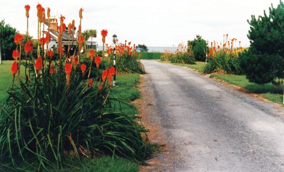 Kniphofia  praecox (ibrido complesso di K. uvaria)