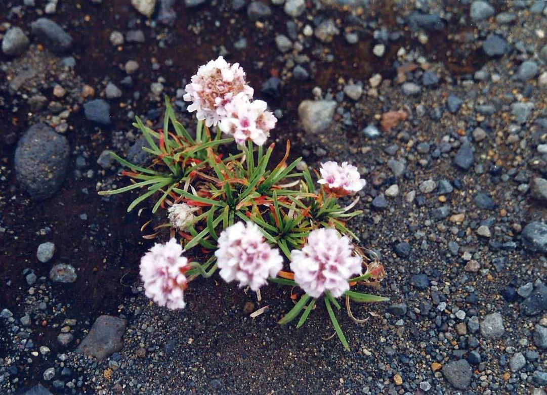 Fiore islandese:  Armeria maritima  (Plumbaginaceae)