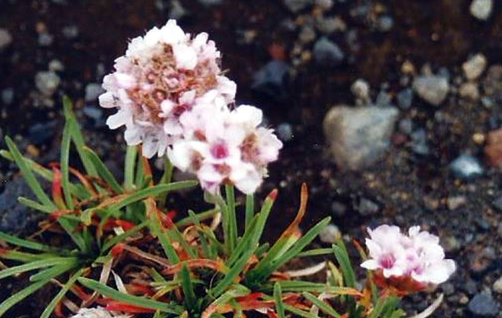 Fiore islandese:  Armeria maritima  (Plumbaginaceae)