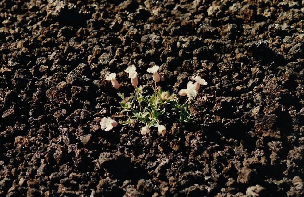 Silene tra le lave islandesi:  Silene uniflora