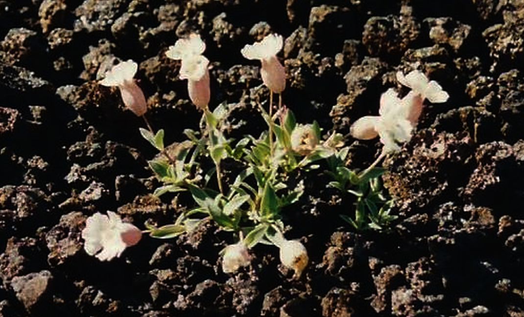 Silene tra le lave islandesi:  Silene uniflora