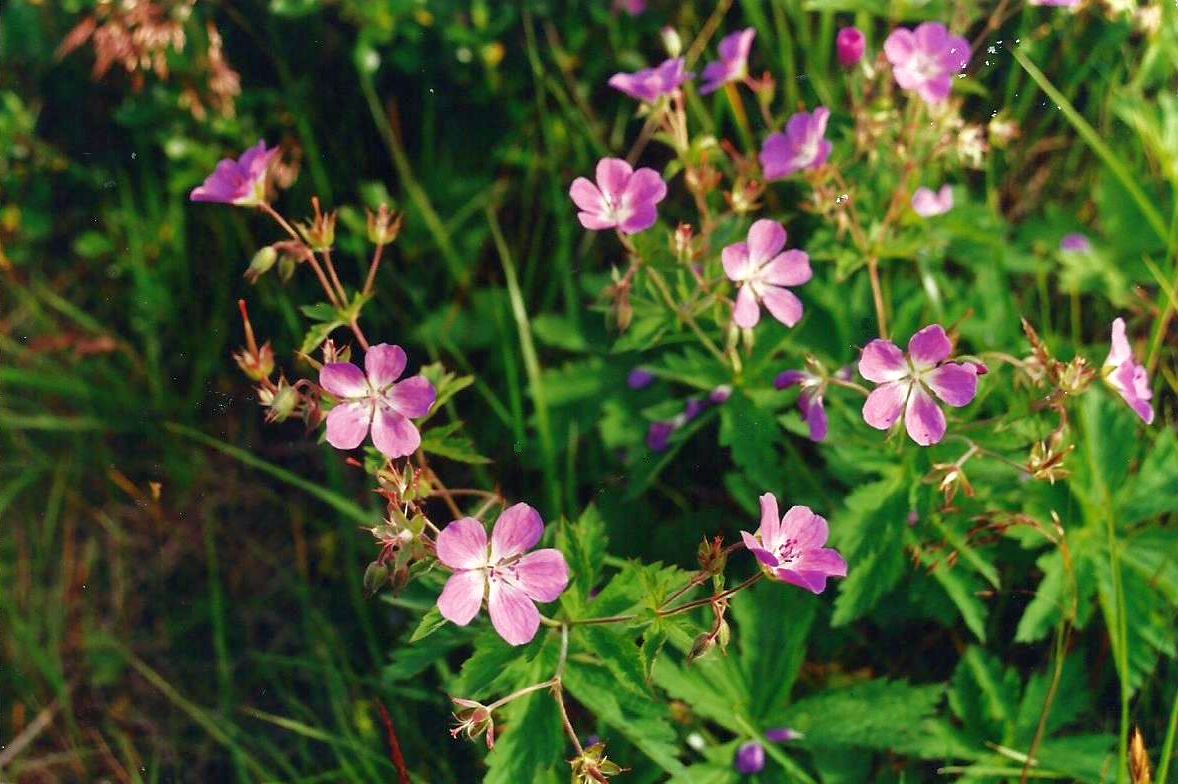 Geraniacea: Geranium sylvaticum