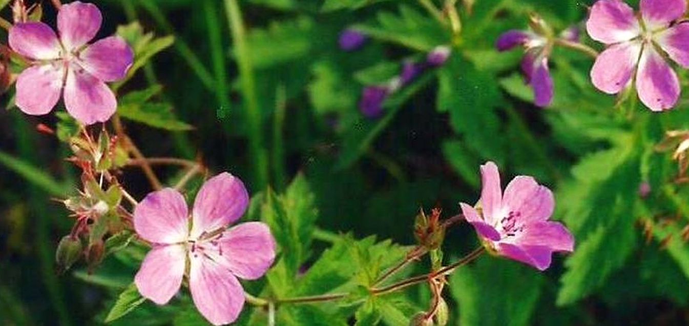 Geraniacea: Geranium sylvaticum