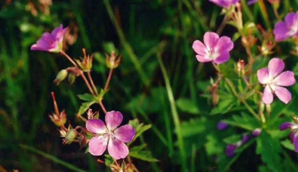 Geraniacea: Geranium sylvaticum