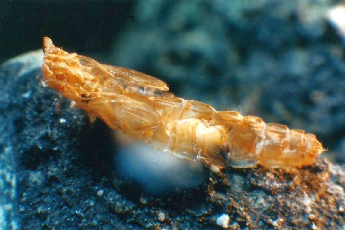 Krill islandese?   No, larva di Dittero (cfr. Chironomidae)