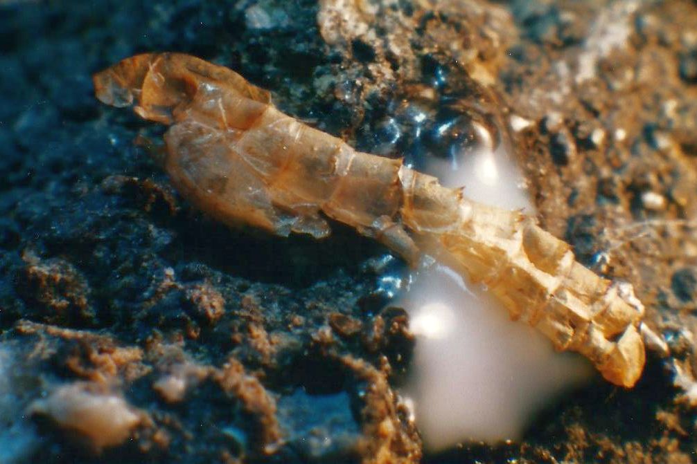 Krill islandese?   No, larva di Dittero (cfr. Chironomidae)