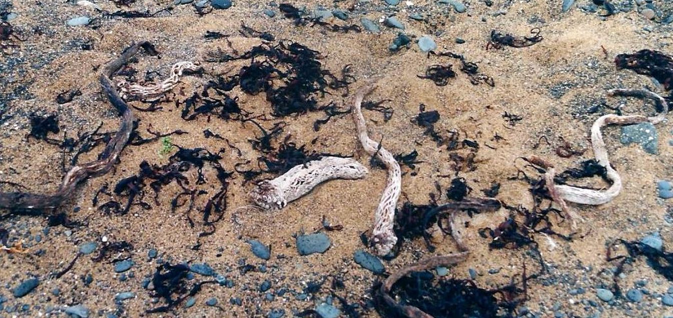 Islanda: cauloidi di Laminaria