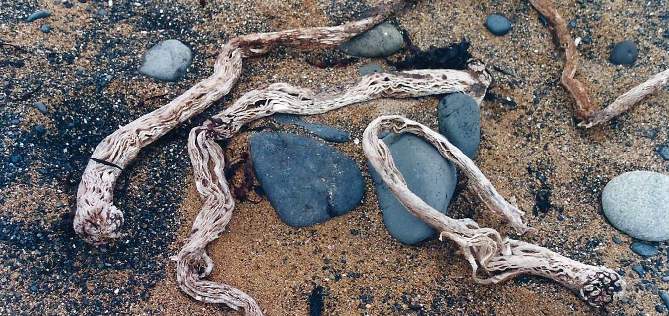 Islanda: cauloidi di Laminaria