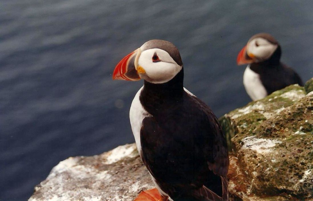 Islanda: i Pulcinella di mare