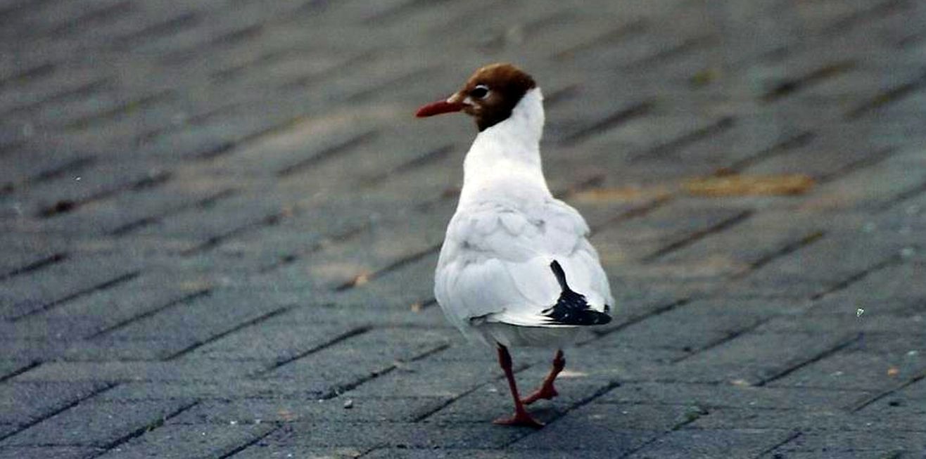 Islanda: Gabbiano comune (Larus ridibundus) in abito riprod.