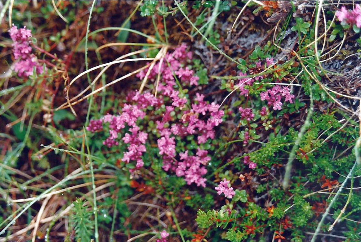 Erica  islandese ??  No!, Thymus praecox arcticus