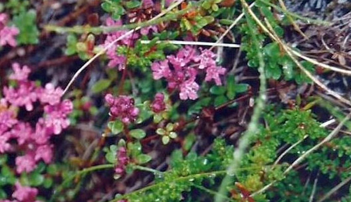 Erica  islandese ??  No!, Thymus praecox arcticus