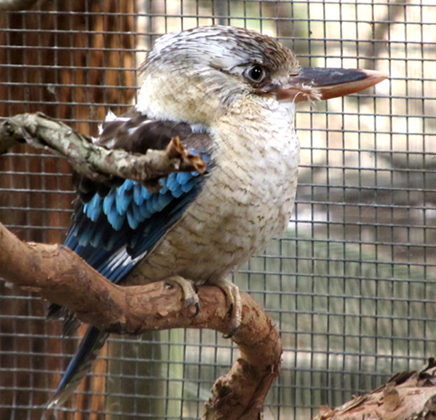 Uccelli australiani da identificare - 3 - kookaburra