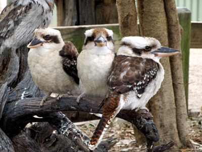 Uccelli australiani da identificare - 3 - kookaburra