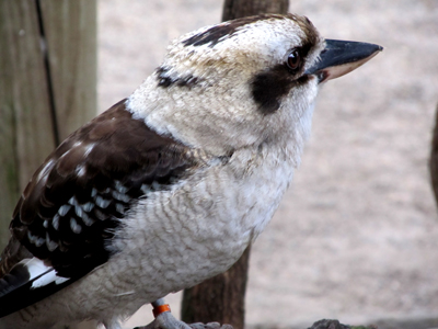 Uccelli australiani da identificare - 3 - kookaburra