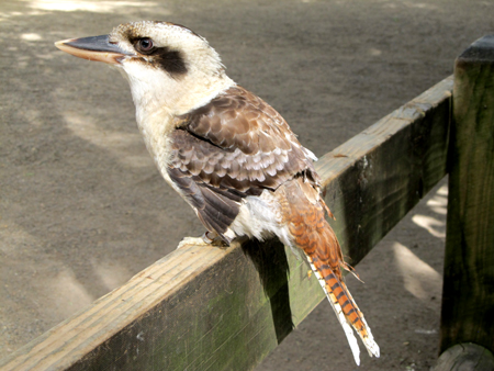 Uccelli australiani da identificare - 3 - kookaburra