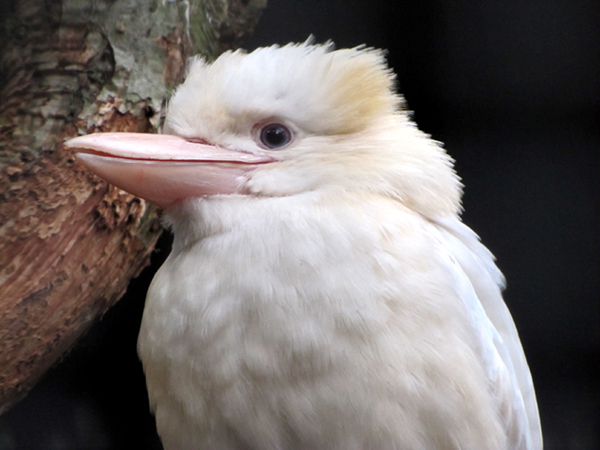 Uccelli australiani da identificare - 3 - kookaburra