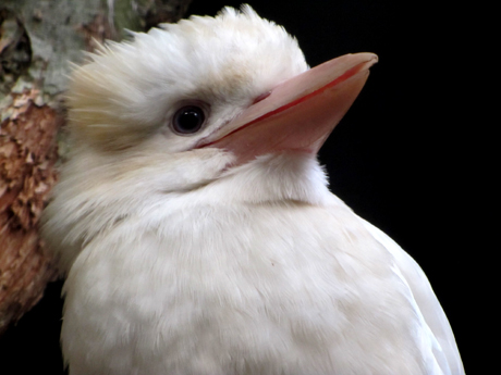 Uccelli australiani da identificare - 3 - kookaburra