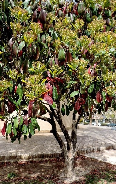 Altro albero iraniano: Photinia cfr. serrulata (Rosaceae)