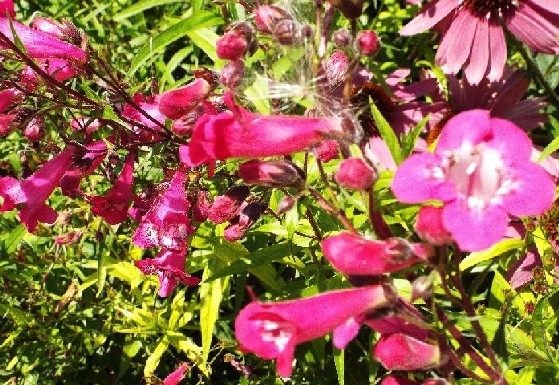 In  un''aiuola milanese: Penstemon sp. (Plantaginaceae)