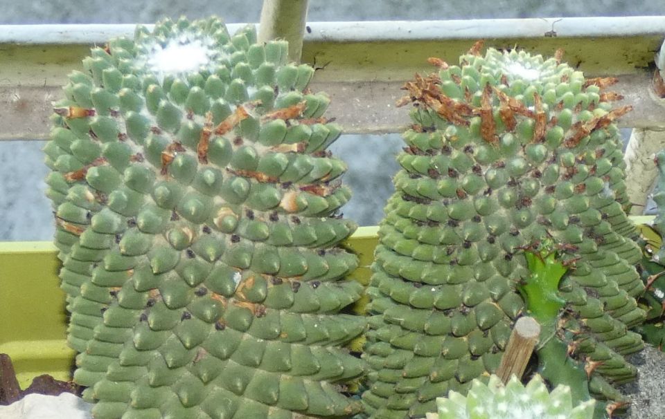 Cactaceae: Mammillaria polythele f. inermis (cultivar)