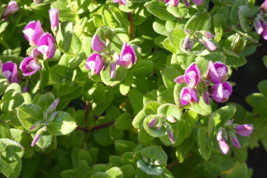 Fiore dall''Australia (WA): Polygala fruticosa (Polygalaceae)