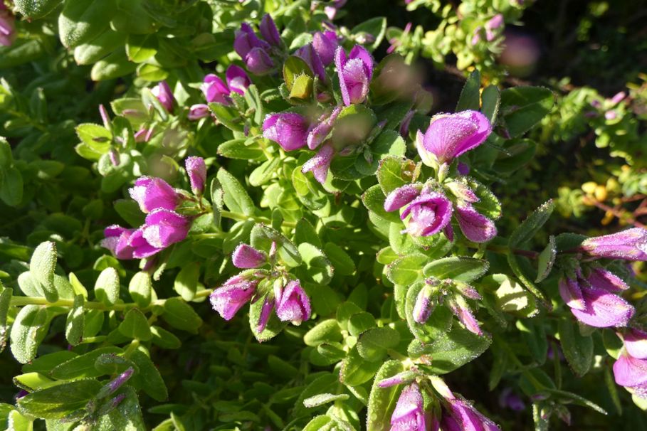 Fiore dall''Australia (WA): Polygala fruticosa (Polygalaceae)