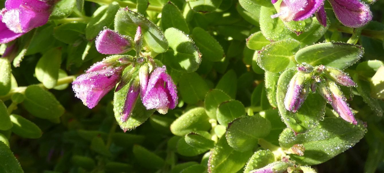 Fiore dall''Australia (WA): Polygala fruticosa (Polygalaceae)