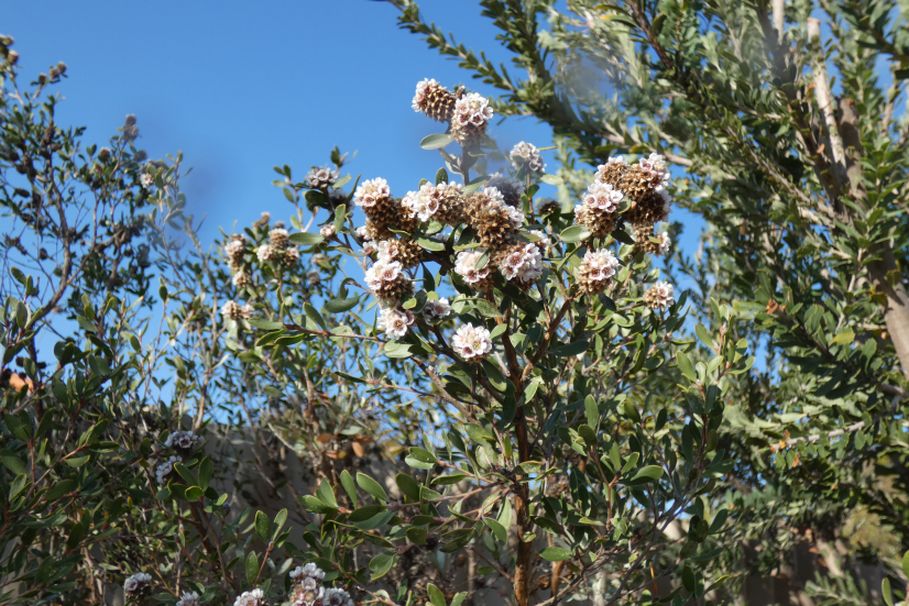 Fiore dall''Australia (WA) :  Taxandria sp. (Myrtaceae)