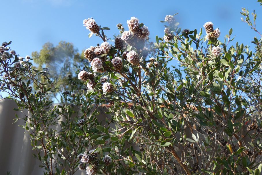 Fiore dall''Australia (WA) :  Taxandria sp. (Myrtaceae)