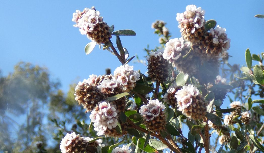 Fiore dall''Australia (WA) :  Taxandria sp. (Myrtaceae)