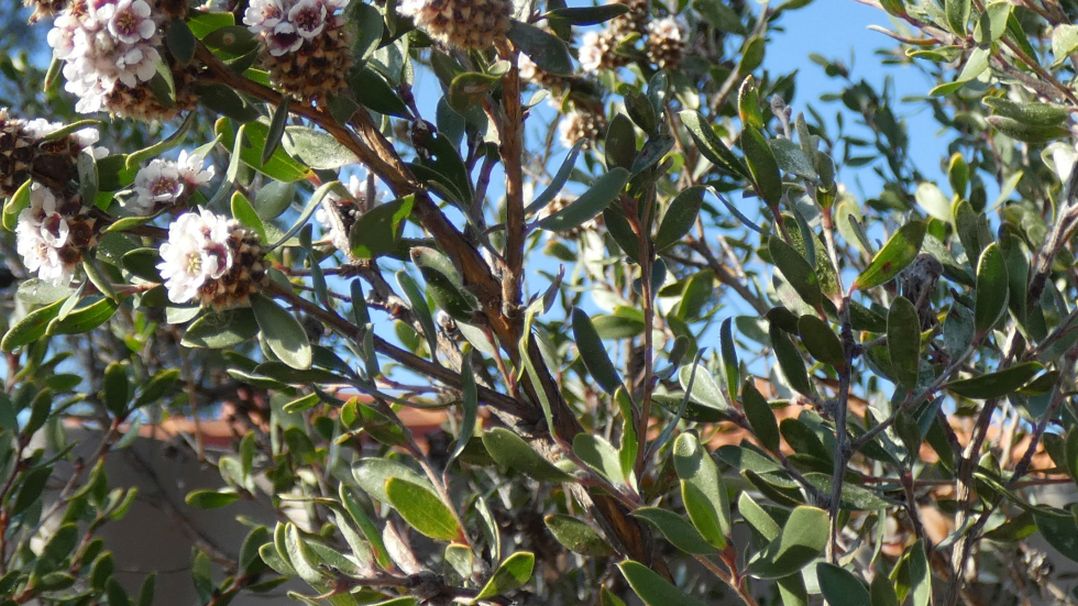 Fiore dall''Australia (WA) :  Taxandria sp. (Myrtaceae)