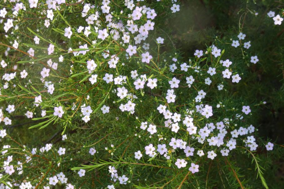 Fiore dall''Australia (WA): Coleonema cfr. pulchellum (Rutaceae)