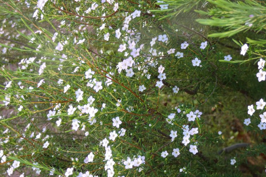 Fiore dall''Australia (WA): Coleonema cfr. pulchellum (Rutaceae)