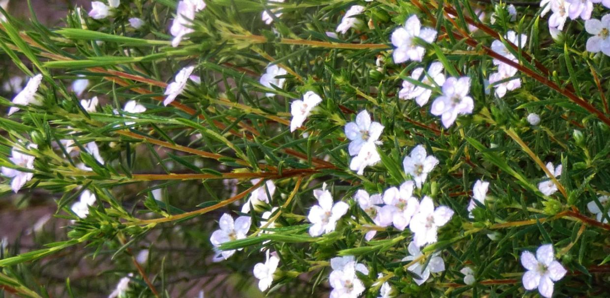 Fiore dall''Australia (WA): Coleonema cfr. pulchellum (Rutaceae)