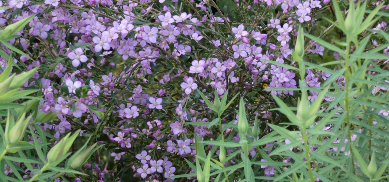 Fiore dall''Australia (WA): Boronia crenulata (Rutaceae)