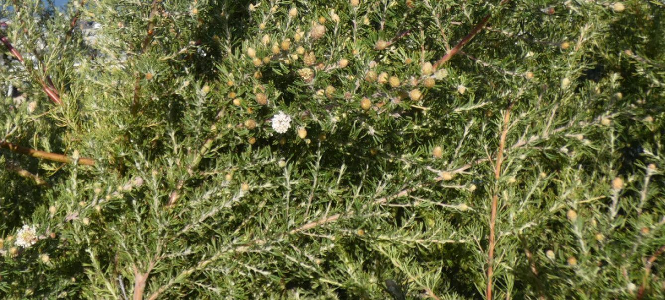 Fiore dall''Australia(WA): Grevillea crithmifolia (Protaceae)