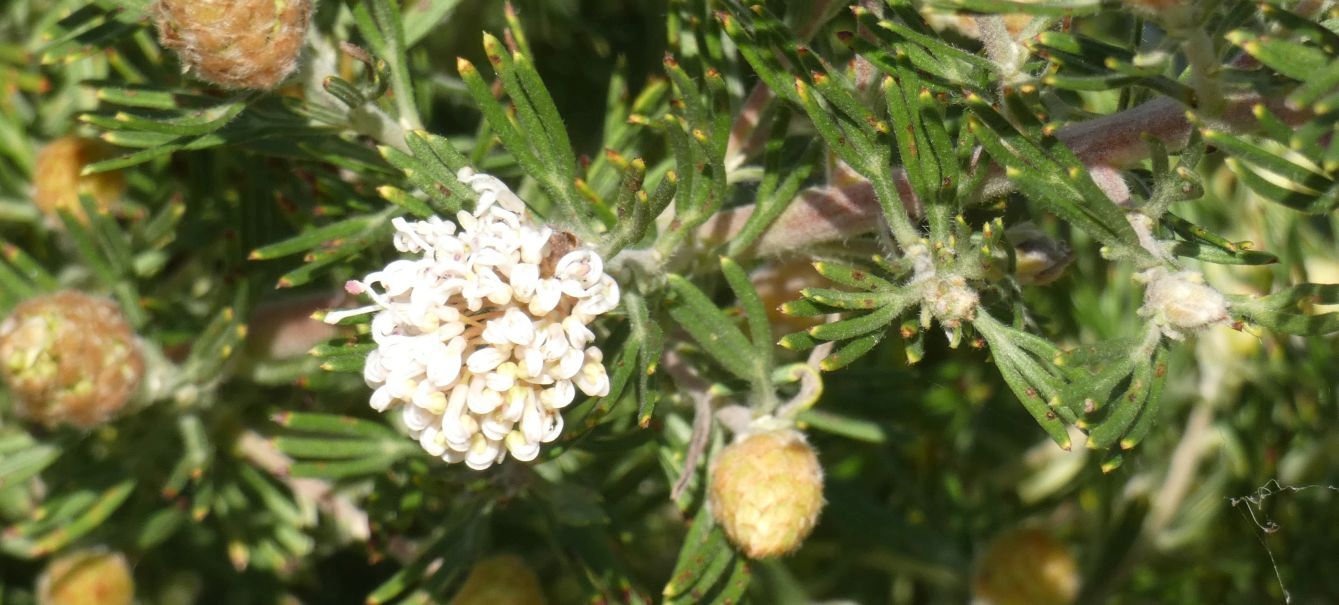 Fiore dall''Australia(WA): Grevillea crithmifolia (Protaceae)