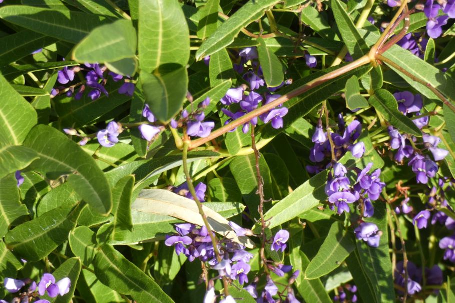 Fiore dall''Australia (WA): Hardenbergia comptoniana (Fabaceae)