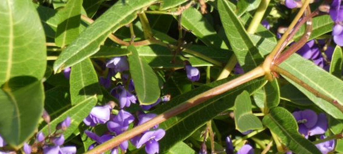 Fiore dall''Australia (WA): Hardenbergia comptoniana (Fabaceae)