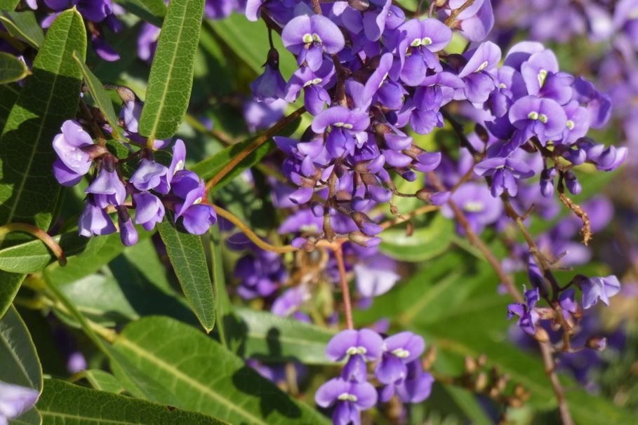 Fiore dall''Australia (WA): Hardenbergia comptoniana (Fabaceae)